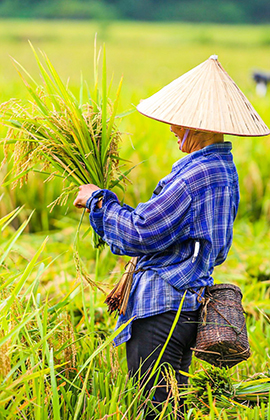 Vietnam